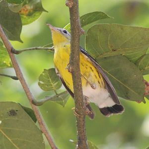 Magnolia warbler