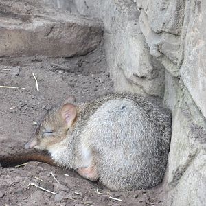 Brush-tailed Bettong