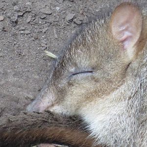 Brush-tailed Bettong