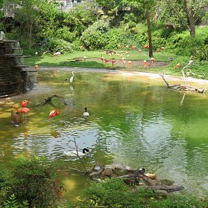 Flamingo Pond