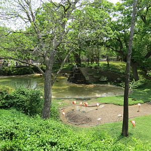 Flamingo Pond