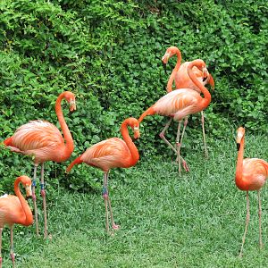 Flamingo Pond - Caribbean Flamingo
