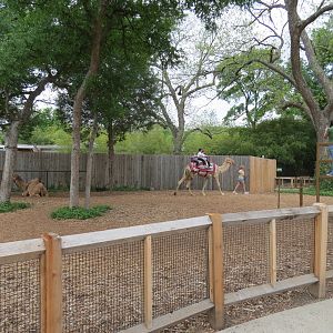 South Entrance - Camel Ride