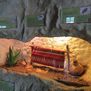 Bug U! - Desert Millipede, Darkling Beetle, and Velvet Ant Exhibit