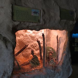 Bug U! - Cactus Longhorn Beetle and Cochineal Exhibits