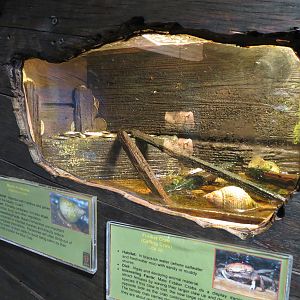 Bug U! - Fiddler Crab and Marsh Periwinkle Exhibit