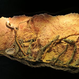 Bug U! - Texas Ironclad Beetle and Daddy Long-legs Exhibit