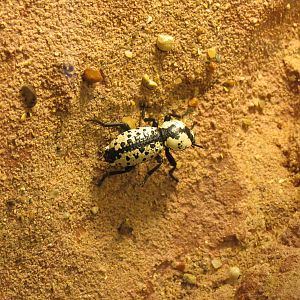 Bug U! - Texas Ironclad Beetle