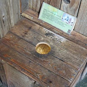 Bug U! - Dermestid Beetle Exhibit