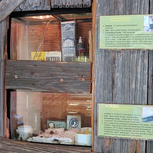 Bug U! - American Cockroach and Smoky Brown Cockroach Exhibits