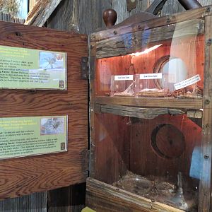 Bug U! - Brown Recluse Spider and Sheet-web Weaving Spider Exhibits