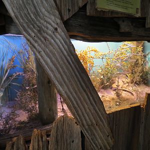 Bug U! - Carolina Mantis and Rainbow Scarab Dung Beetle Exhibits