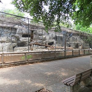 Cat Green - Cougar Exhibit