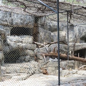 Cat Green - Cougar Exhibit