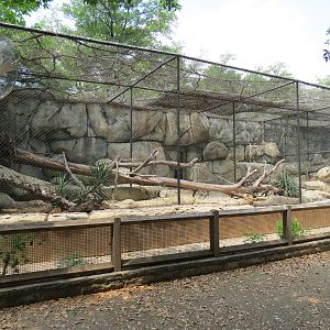 Cat Green - Bobcat Exhibit