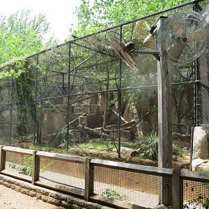 Cat Green - Ocelot Exhibit 1