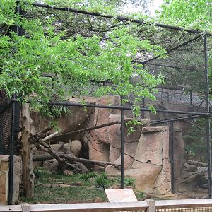 Cat Green - Ocelot Exhibit 2