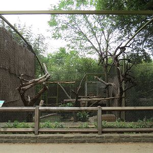 Wings of Wonder - Harpy Eagle Exhibit