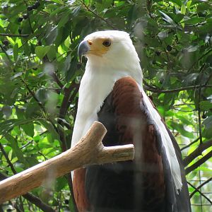 Wings of Wonder - African Fish Eagle