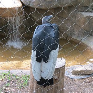 Wings of Wonder - Andean Condor