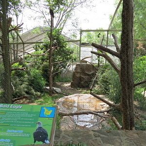 Wings of Wonder - Bald Eagle Exhibit
