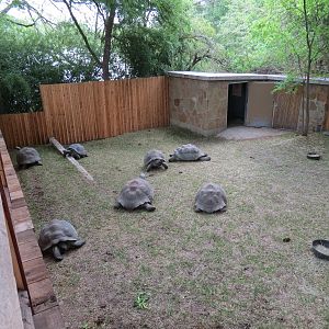 Picnic Ridge - Galapagos Tortoise Exhibit