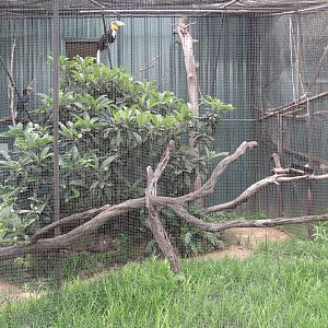 Picnic Ridge - Wreathed Hornbill Exhibit