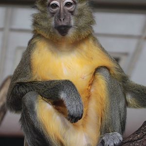 Golden-bellied Mangabey (Cercocebus chrysogaster)