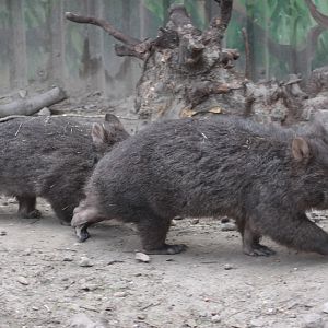 Tasmanian Wombats (Vombatus ursinus tasmaniensis)
