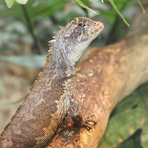 Brown Tree Climber Lizard (Uranoscodon superciliosus)