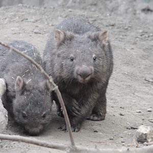 Tasmanian Wombats (Vombatus ursinus tasmaniensis)