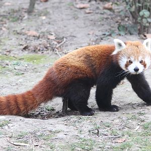 Red Panda (Ailurus fulgens fulgens)