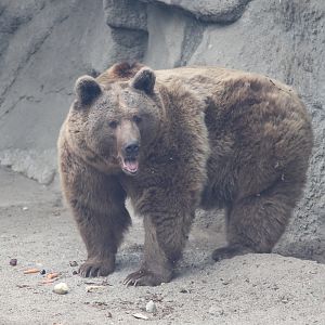 Syrian Brown Bear (Ursus arctos syriacus)