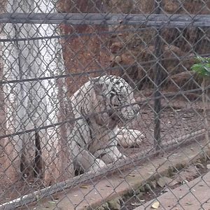 White tiger