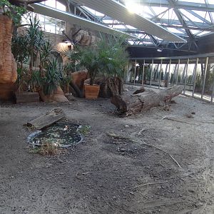Komodo dragon enclosure
