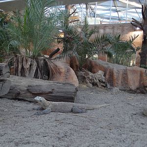 Komodo dragon enclosure