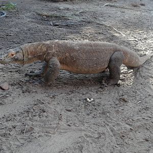 Komodo dragon