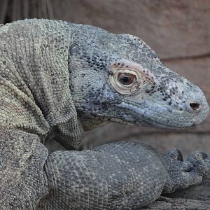 Komodo dragon
