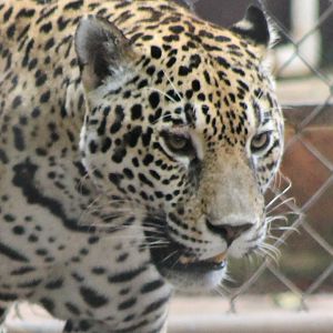 Leopard ( african ? )