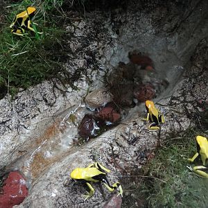 Matecho poison dart frog