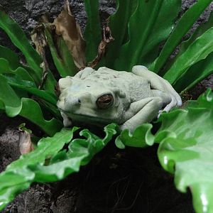 Yellow-spotted climbing toad