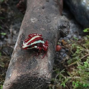 Phantasmal poison dart frog