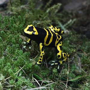 Yellow-headed poison frog