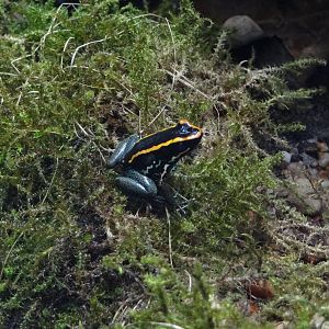 Golfodulcean poison frog