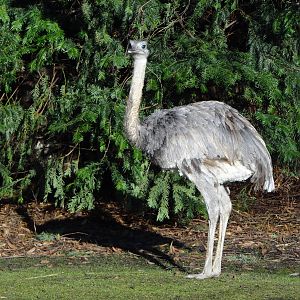 Greater rhea