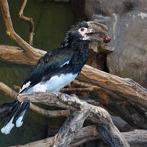 Trumpeter hornbill