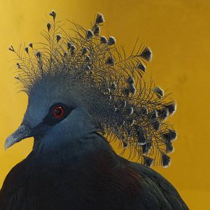 Victoria crowned pigeon