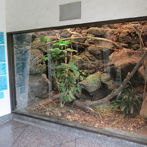 Reptiles and Amphibians - Foyer Exhibit