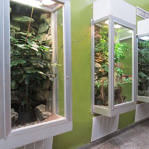 Reptiles and Amphibians - Chameleon Exhibits