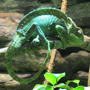 Reptiles and Amphibians - Panther Chameleon